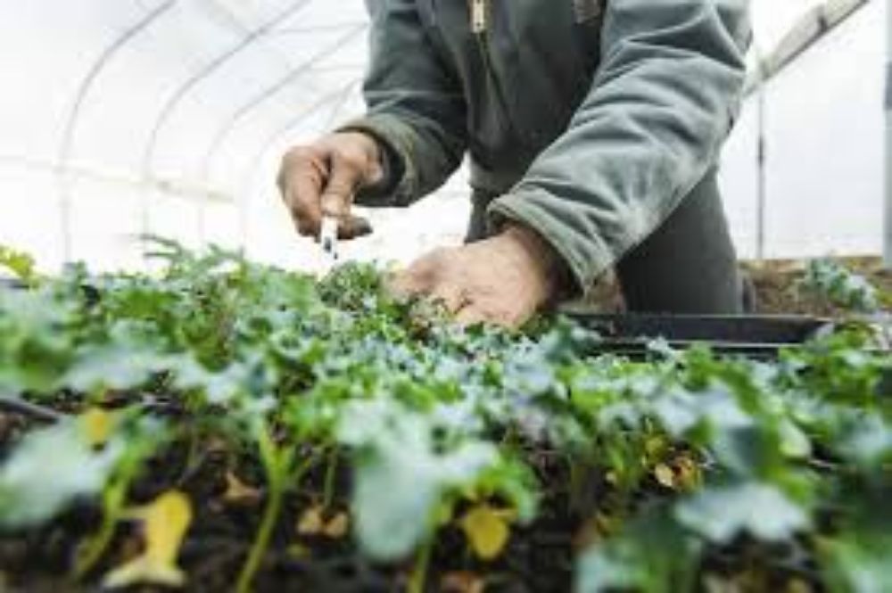 Farm to Table: Why It Matters Farm to Table: Why It Matters